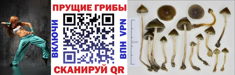 Псилоцибиновые грибы Psilocybe  Купить где  Чухлома 